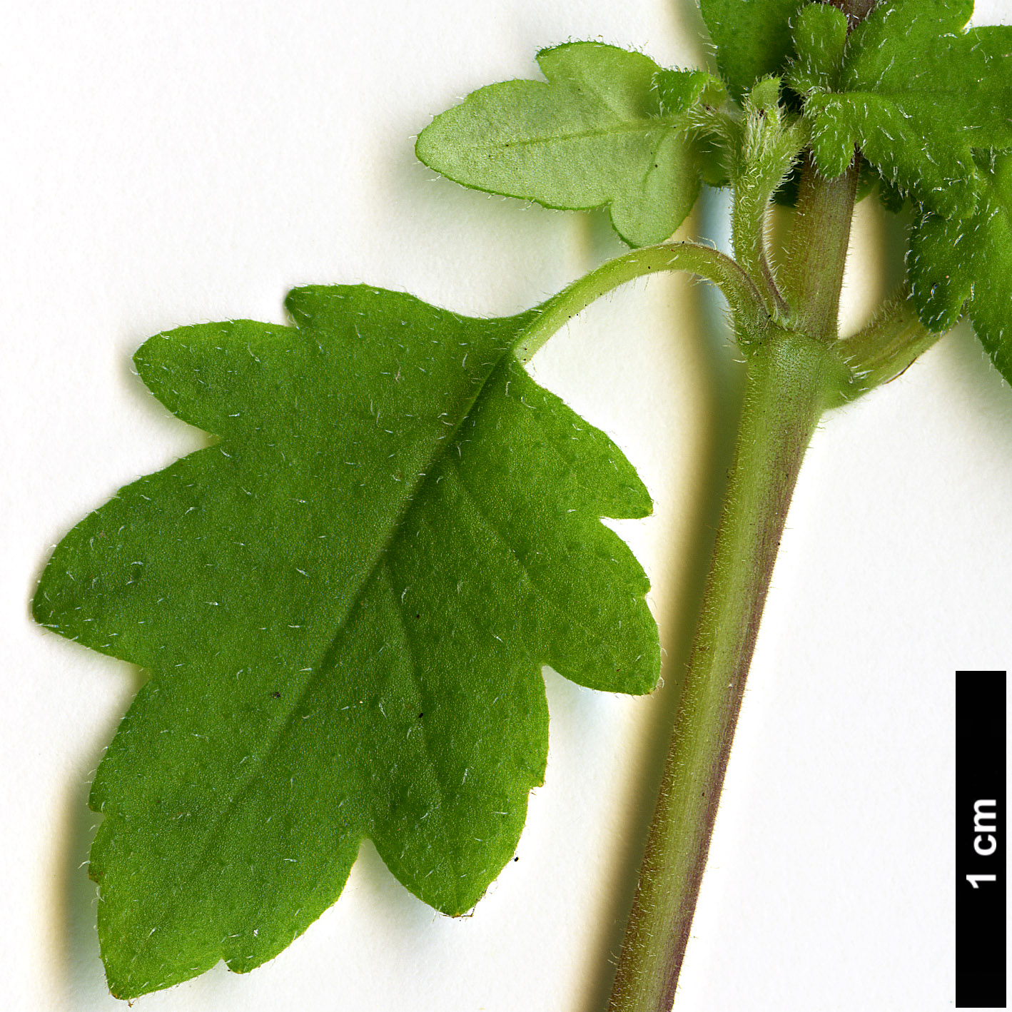 High resolution image: Family: Calceolariaceae - Genus: Jovellana - Taxon: violacea